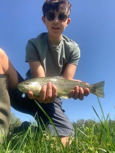 Brown Trout