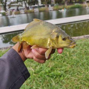 Common Carp