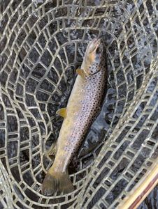 Brown Trout