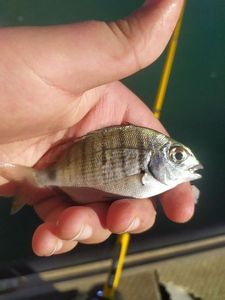 Common Two-banded Seabream