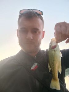 Largemouth Bass