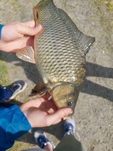 Common Carp