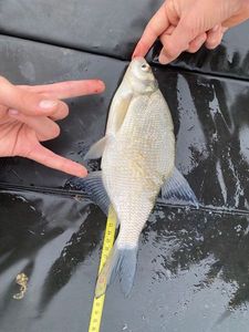 Common Bream