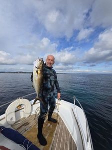 Greater Amberjack
