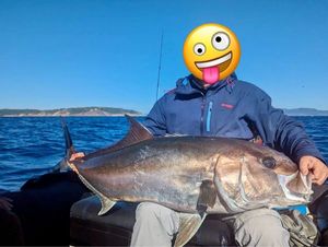 Greater Amberjack