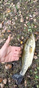 Largemouth Bass