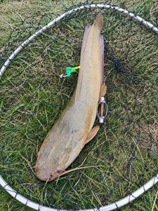 Sharptooth Catfish