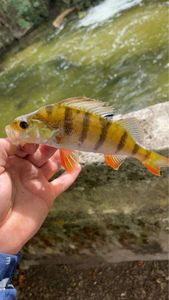 European Perch