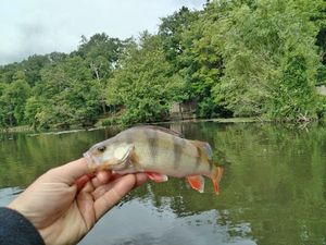 European Perch