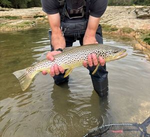 Brown Trout