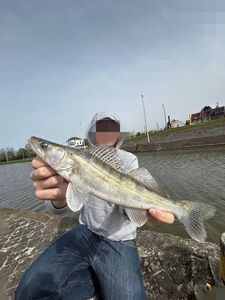 Zander