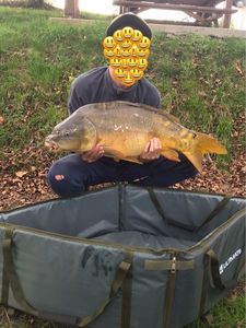 Mirror Carp