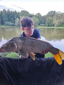 Common Carp