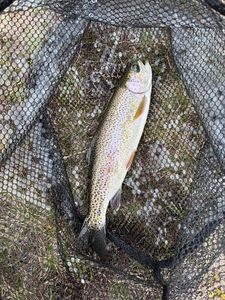 Rainbow Trout