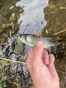 Largemouth Bass