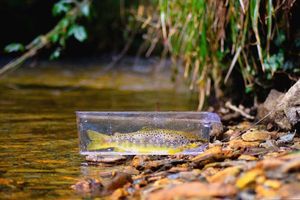 Brown Trout