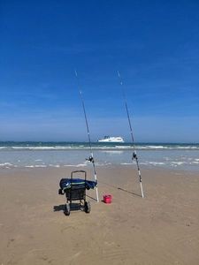 European Bass (Seabass)