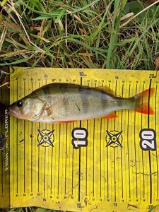 European Perch