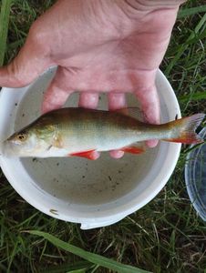 European Perch