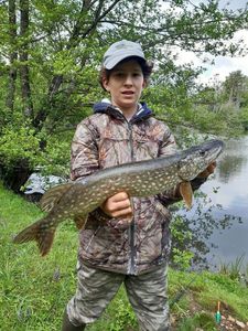 Northern Pike