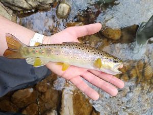 Brown Trout