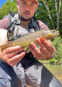 Brown Trout