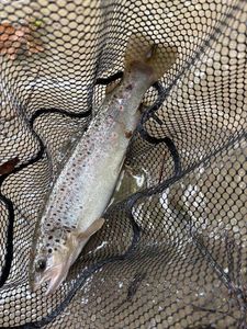 Brown Trout