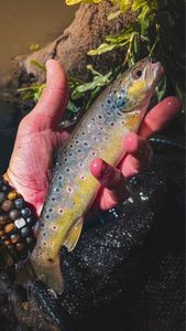 Brown Trout