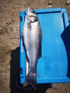 European Bass (Seabass)