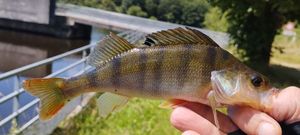 European Perch
