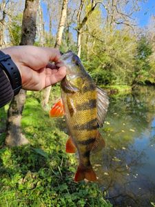 European Perch