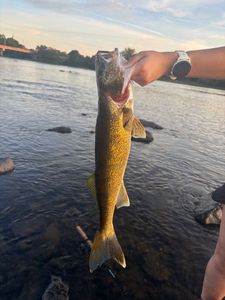 Walleye
