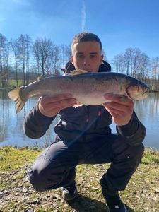 Rainbow Trout