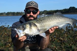 European Bass (Seabass)
