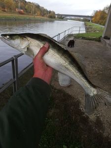 Zander