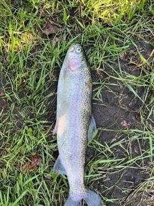 Lake Trout