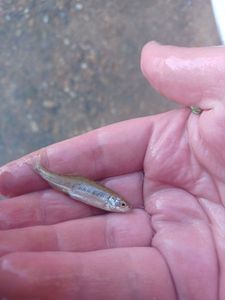 Common Minnow