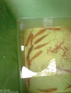 Common Minnow