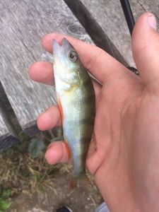 European Perch