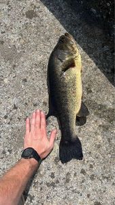 Largemouth Bass