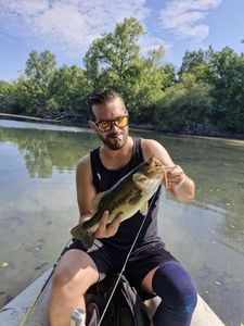 Largemouth Bass