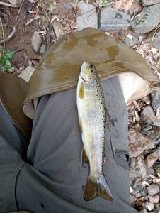 Brown Trout