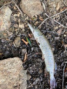 Northern Pike
