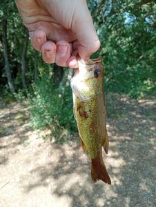 Largemouth Bass