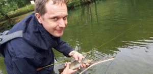 Brown Trout
