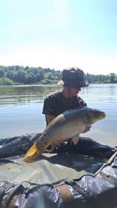 Mirror Carp