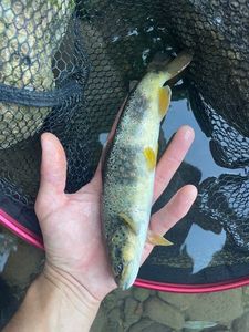 Brown Trout