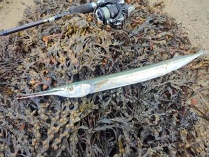Garfish
