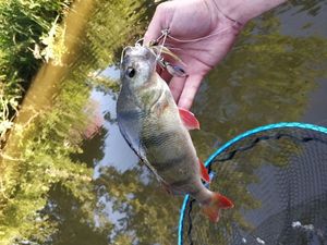 European Perch
