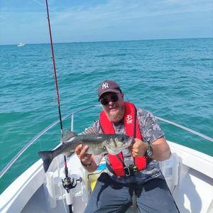 European Bass (Seabass)
